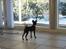 Dvaergpinscher Rødkildes Scirocco