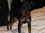 Dvaergpinscher Rødkildes Scirocco