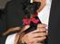 Dvaergpinscher Rødkildes Scirocco