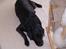 Labrador retriever tøsen R.I.P min dejlige - det her er nok det flotteste billede af hende