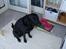 Labrador retriever tøsen R.I.P min dejlige - hun sad og ventede på godbid  :)