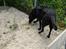 Labrador retriever tøsen R.I.P min dejlige - lige ude på tur