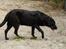 Labrador retriever tøsen R.I.P min dejlige - på tur