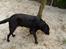 Labrador retriever tøsen R.I.P min dejlige - på tur
