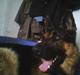 Schæferhund Kato