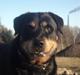 Rottweiler Brotus R.I.P 8-maj-2013