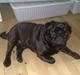 Mops Malte