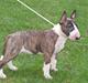 Bullterrier Balrogs Evita Elfenben