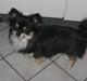 Chihuahua Falcon