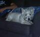 West highland white terrier Futte
