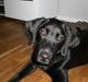 Labrador retriever Frede