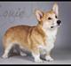 Welsh corgi pembroke Louie