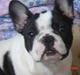 Fransk bulldog Bolette     R.I.P.  2012