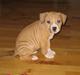 Blanding af racer Nala