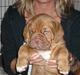 Dogue de bordeaux Zokana's Bazzzooka