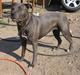 Amerikansk staffordshire terrier Nismo