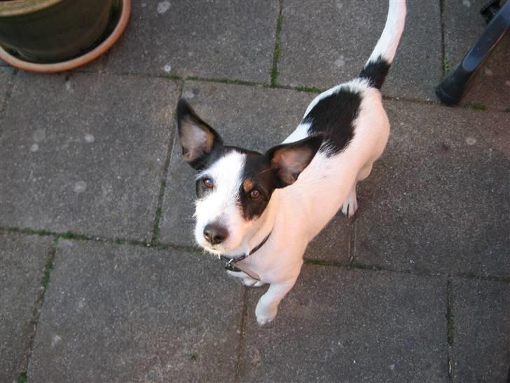 Jack russell terrier Bina billede 3
