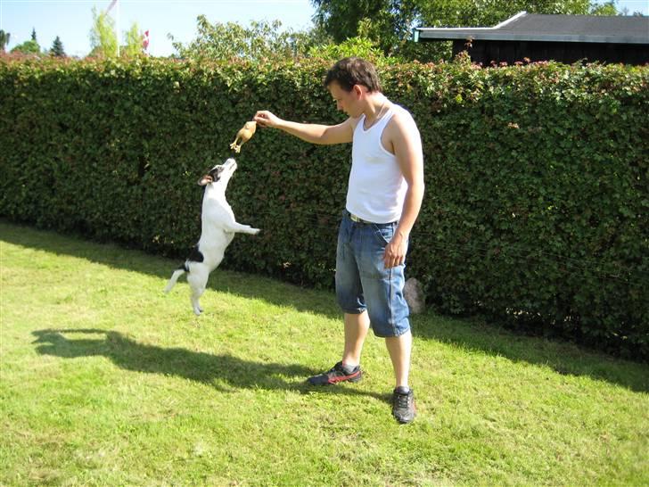 Jack russell terrier Bina - Se jeg hopper højt billede 4