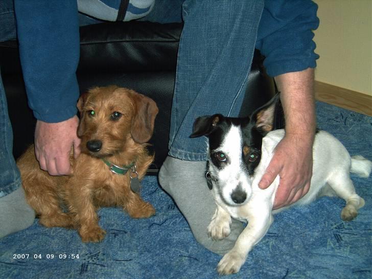 Jack russell terrier Bina billede 5