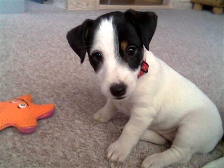 Jack russell terrier Bina billede 6