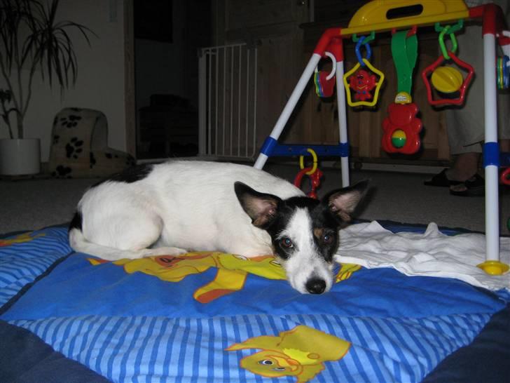 Jack russell terrier Bina billede 7