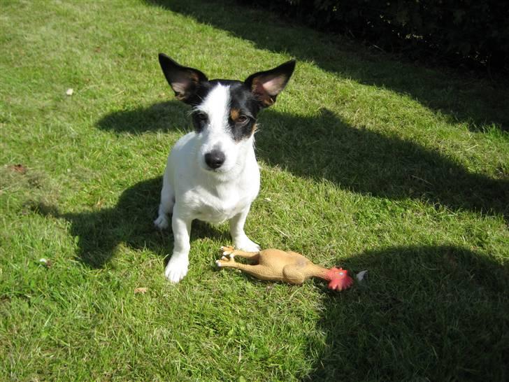 Jack russell terrier Bina billede 8