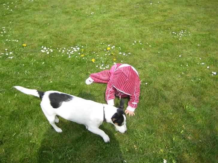 Jack russell terrier Bina billede 9