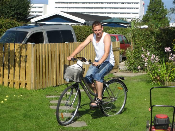 Jack russell terrier Bina billede 10