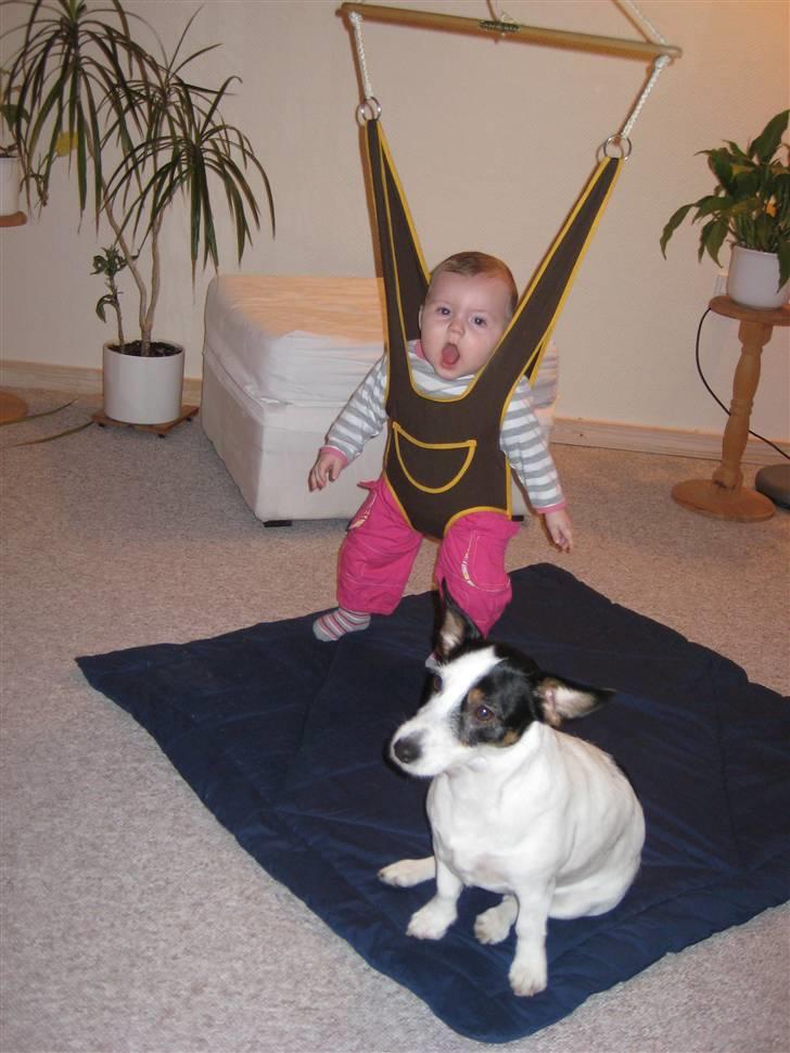 Jack russell terrier Bina billede 11