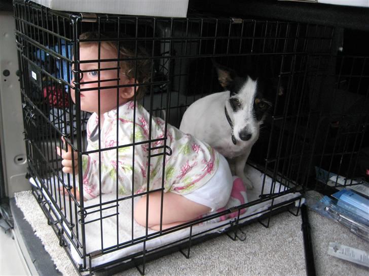 Jack russell terrier Bina billede 12