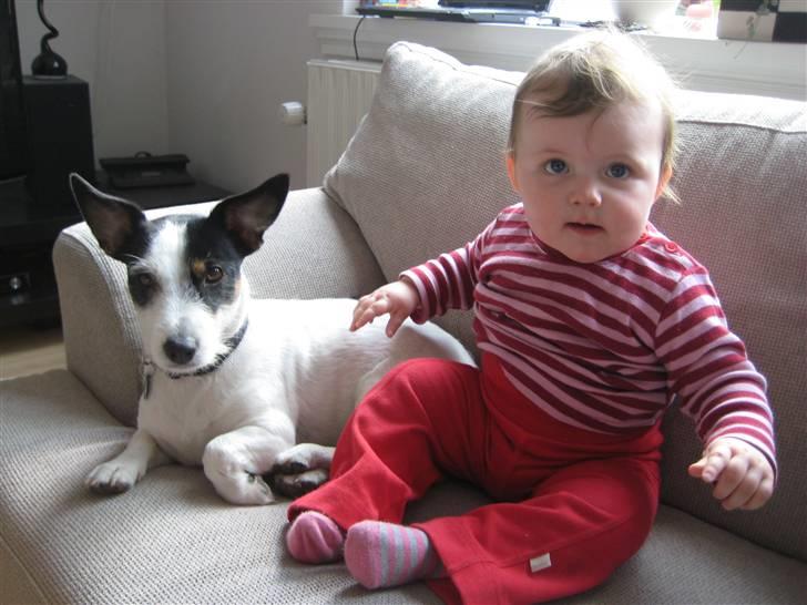 Jack russell terrier Bina billede 13