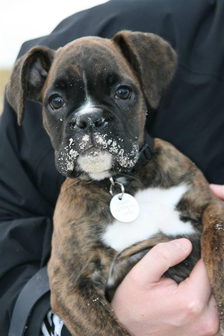 Boxer Roma - 11 uger og på stranden... uhm, sand i hovedet er dejligt efter at have gravet rigtigt meget. billede 7