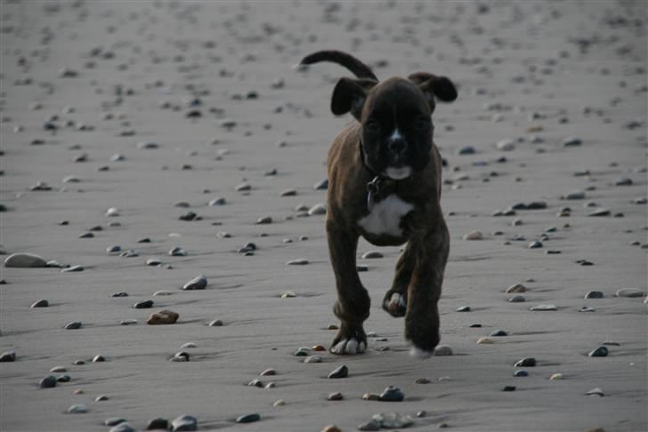 Boxer Roma billede 8