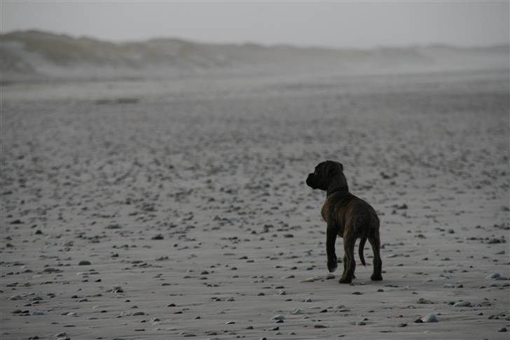 Boxer Roma billede 9