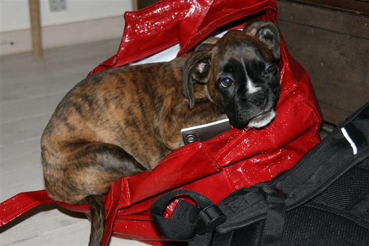 Boxer Roma billede 10