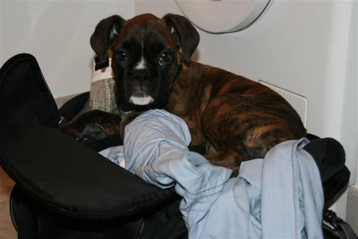 Boxer Roma - Skønt at sidde oveni tasken... så er jeg sikker på at komme med ;-) billede 11