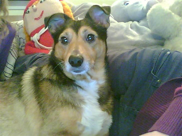 Blanding af racer Mikki - hej hej allesammen billede 1