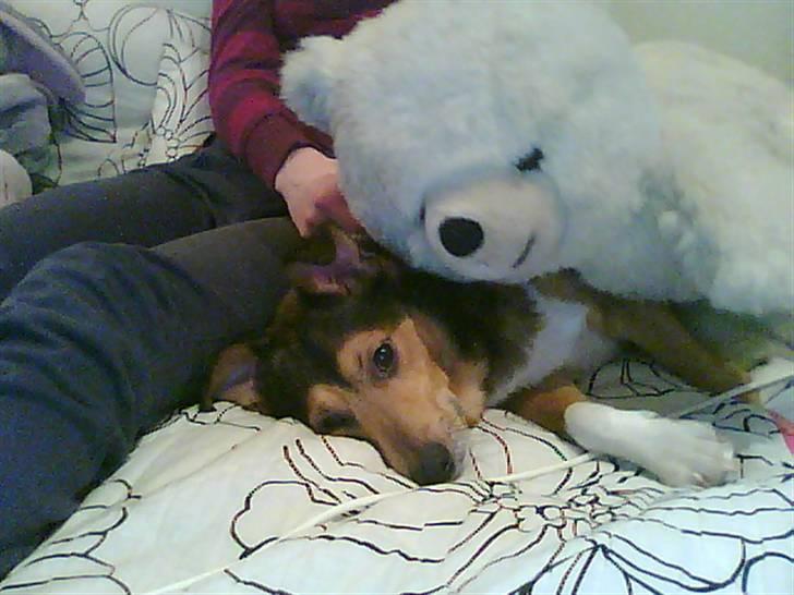 Blanding af racer Mikki - Mikki og hans kæreste.. <3 billede 2