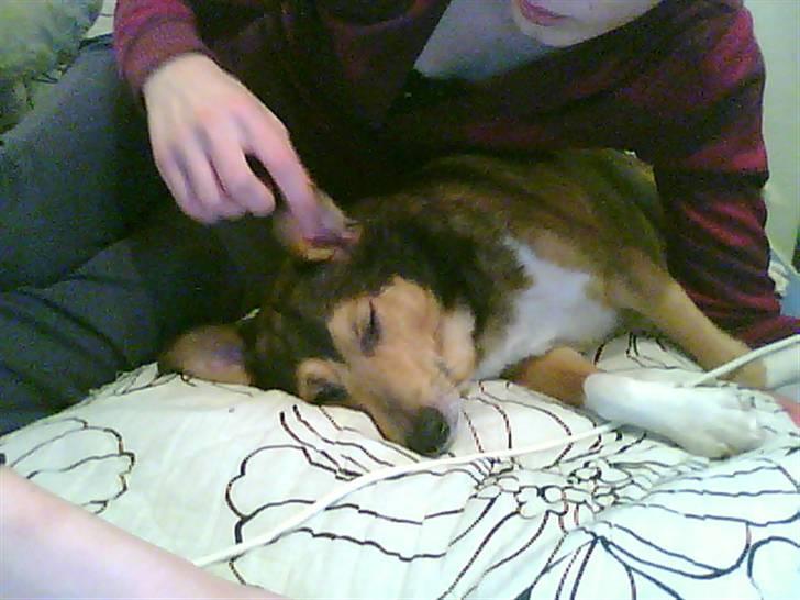 Blanding af racer Mikki - åh så træt billede 3