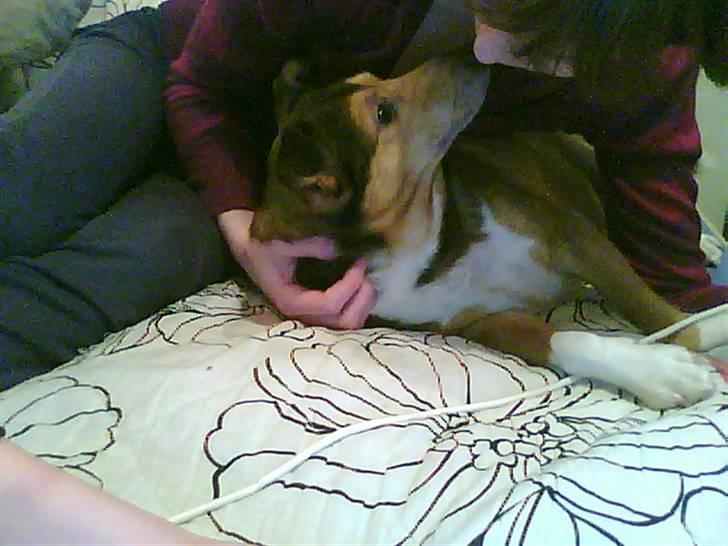 Blanding af racer Mikki - mys mys billede 4