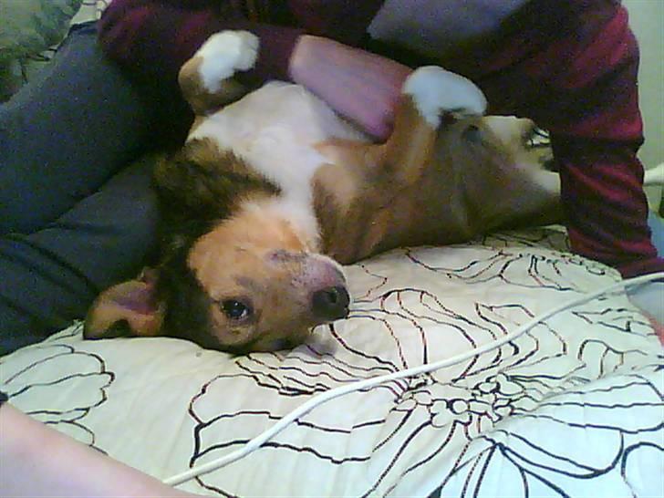 Blanding af racer Mikki - "klø mig lige på maven, gider du?" billede 5