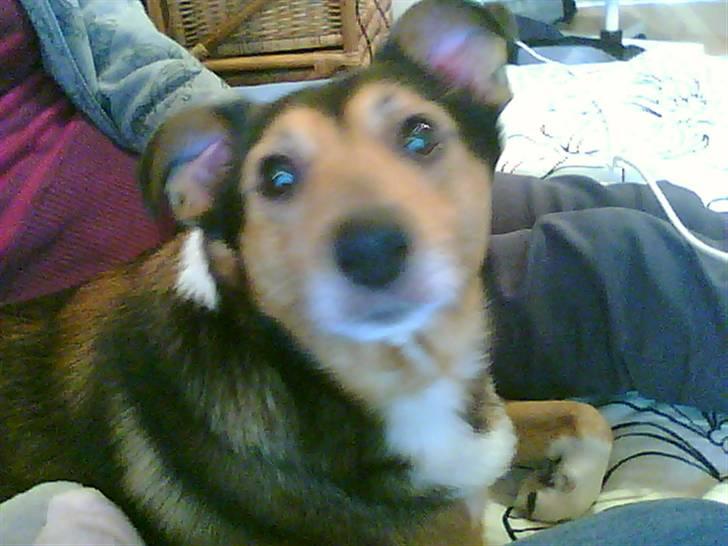 Blanding af racer Mikki - er det mig du snakker til? billede 7