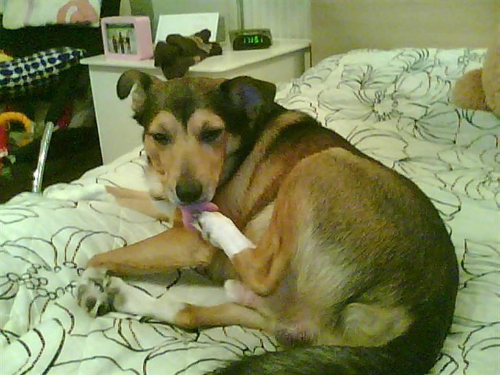 Blanding af racer Mikki billede 8