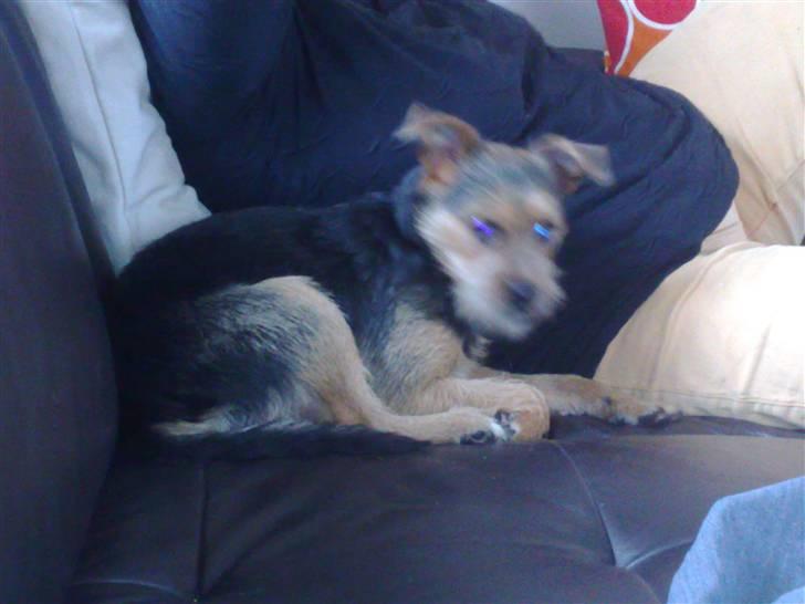 Blanding af racer Osvald billede 9