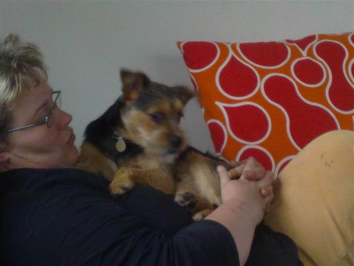 Blanding af racer Osvald billede 10