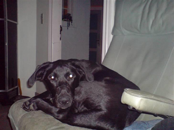 Blanding af racer Chevy56 billede 6