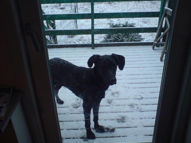 Blanding af racer Chevy56 billede 7