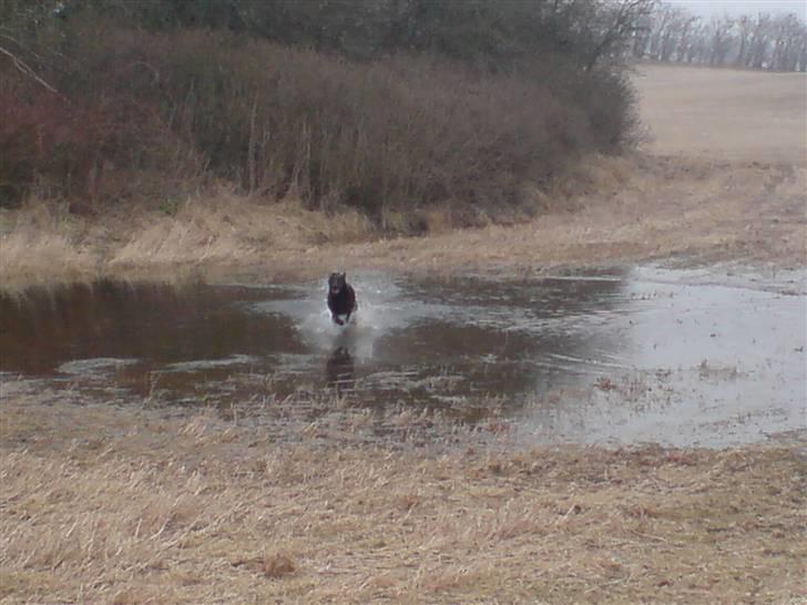 Blanding af racer Chevy56 billede 8