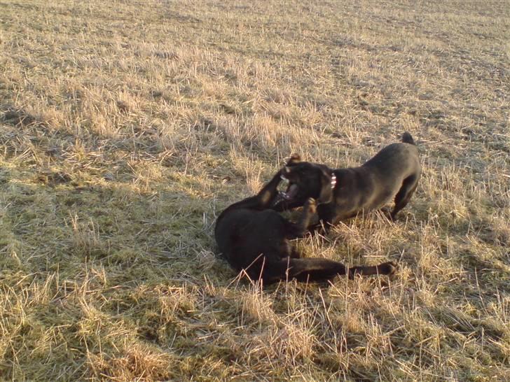 Blanding af racer Chevy56 billede 9