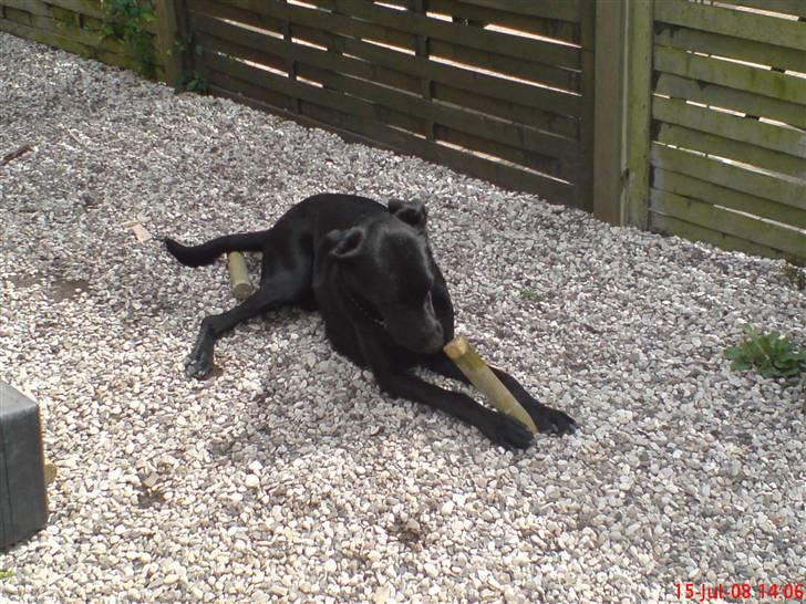 Blanding af racer Chevy56 billede 10